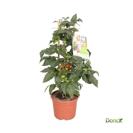  Plant De Tomate 'Candytom' ® : Pot De D14 Cm