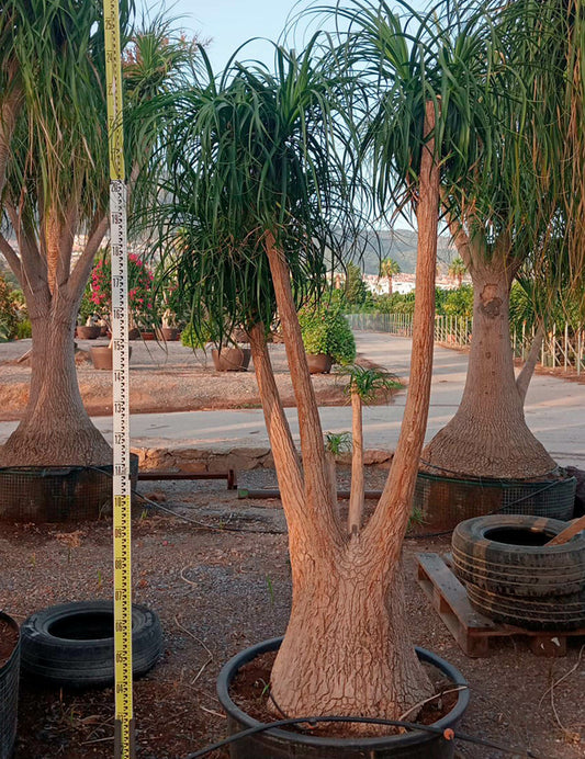  Beaucarnea Recurvata [syn. Nolina R.] Specimen Pot De 250l 200/250cm