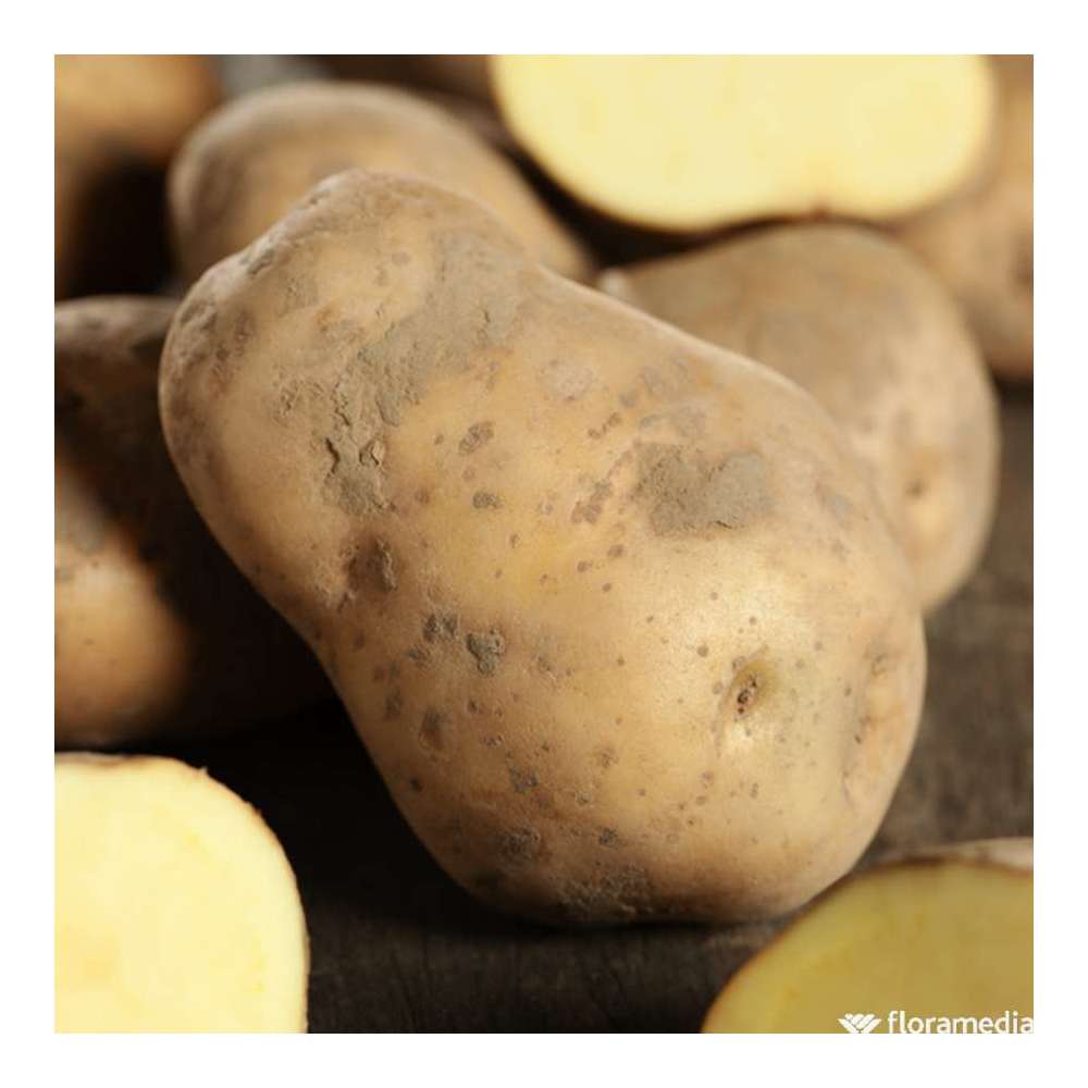  Plants De Pommes De Terre 'Bintje' En Sac - 1,5 Kg