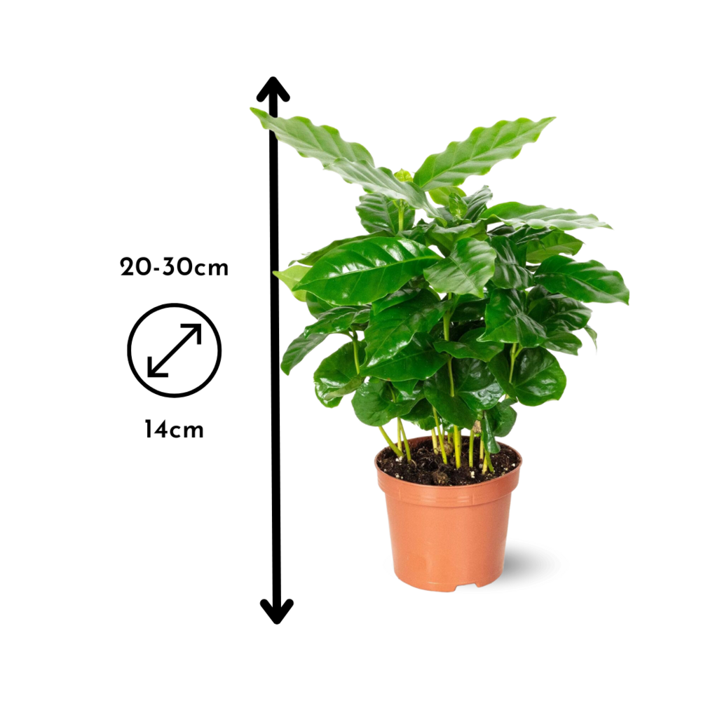  Coffea Arabica - Caféier Arabica - Plante D'intérieur - ↕ 20-30 Cm - ⌀ 14 Cm - Plante à Café