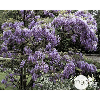  Wisteria Sinensis, H 175/200 Cm, Ctr De 3 Litres