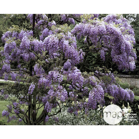  Wisteria Sinensis, H 175/200 Cm, Ctr De 3 Litres