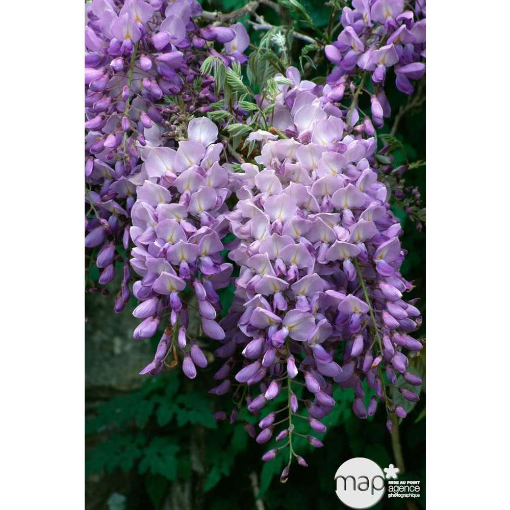  Wisteria Sinensis, H 175/200 Cm, Ctr De 3 Litres