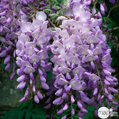  Wisteria Sinensis, H 175/200 Cm, Ctr De 3 Litres