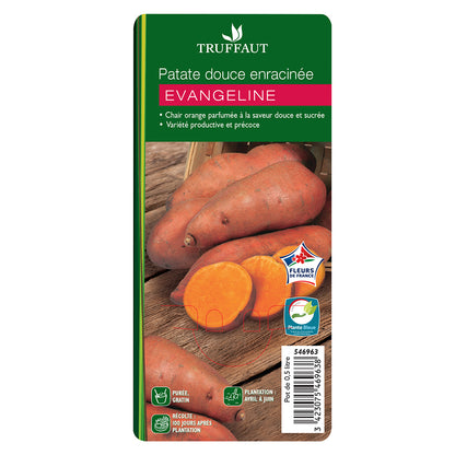  Plant De Patate Douce 'Evangeline' : Pot De 0,5 Litre