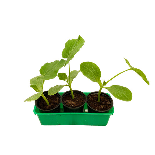  Plants De Courgette Mix -Barquette De 3 Plants