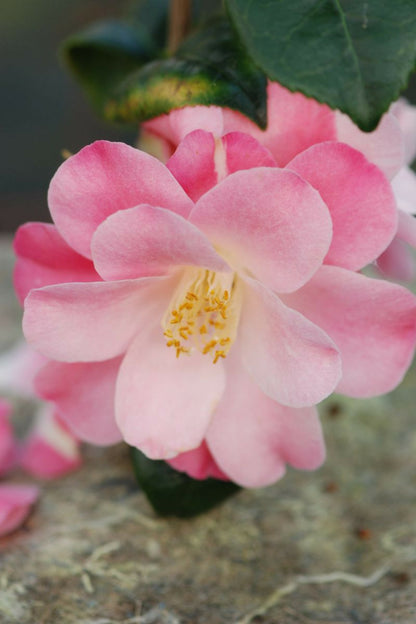  Camelia 'la Psalette' - En Pot De 1 Litre