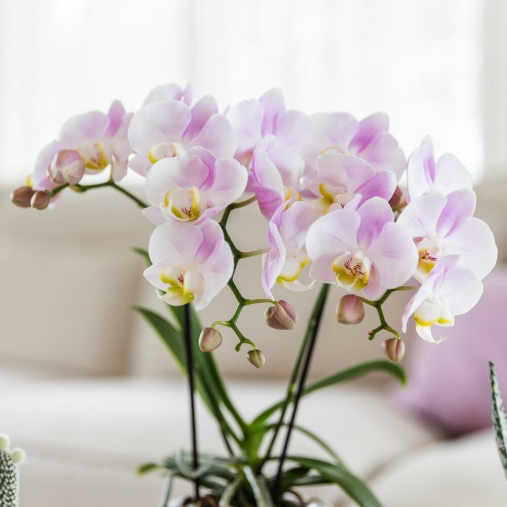 Kolibri Orchids Phalaenopsis Rose Orchidée Portugal + Mosa Pot Décoratif Rose - Taille De Pot 9cm