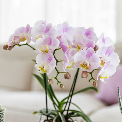  Kolibri Orchids Phalaenopsis Rose Orchidée Portugal + Mosa Pot Décoratif Rose - Taille De Pot 9cm