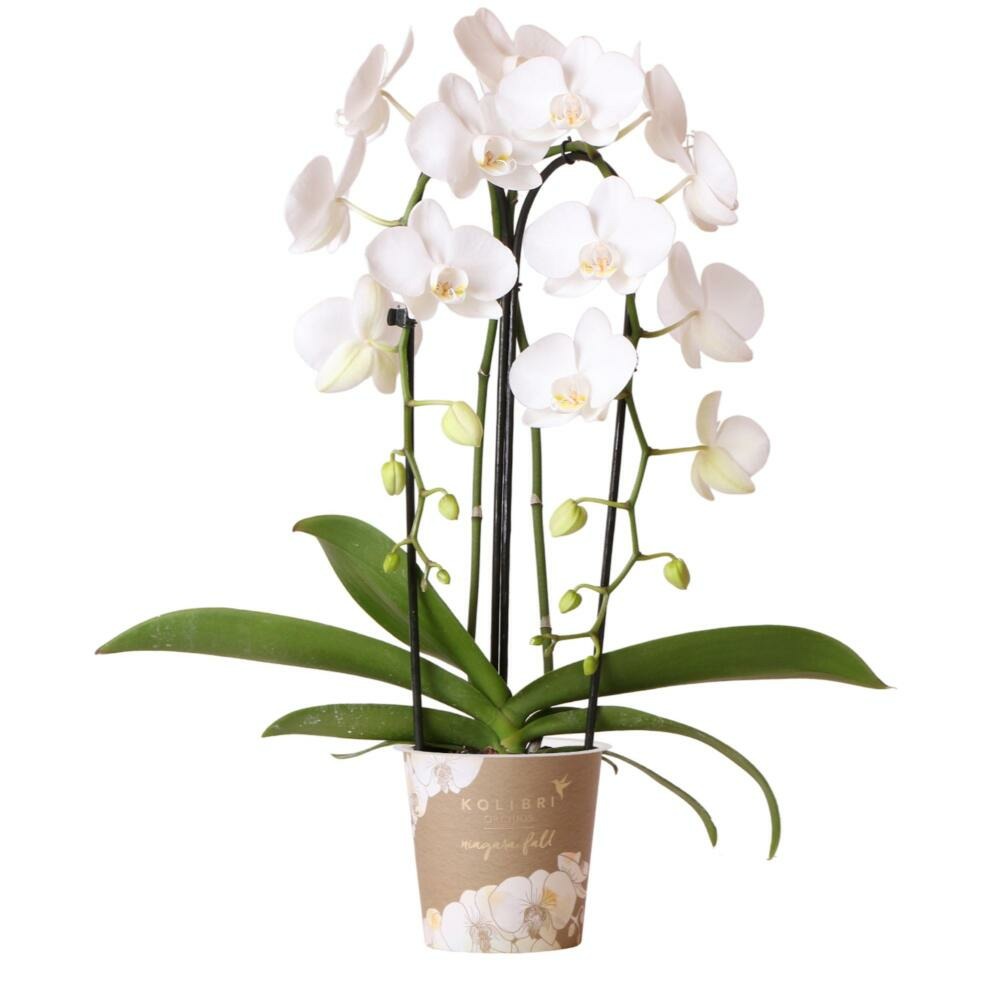  Orchidées Colibris - Orchidée Phalaenopsis Blanche - Chute Du Niagara - Taille Du Pot 12cm - Frais Du Producteur