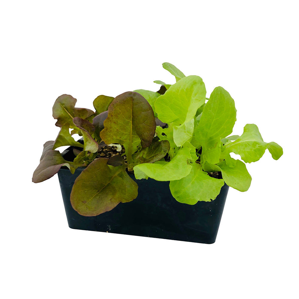  Plants De Laitues 'Grenadine' Et 'Kyrio' : Barquette De 12 Plants