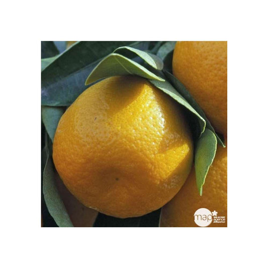  Agrumes XXL: C 5L - Variétés Variables