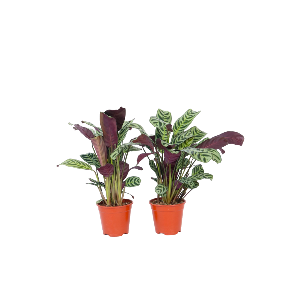  Plante Dormeuse - Set De 2 - Ctenanthe 'burle-marxii' - Hauteur 25-40cm - ⌀12cm