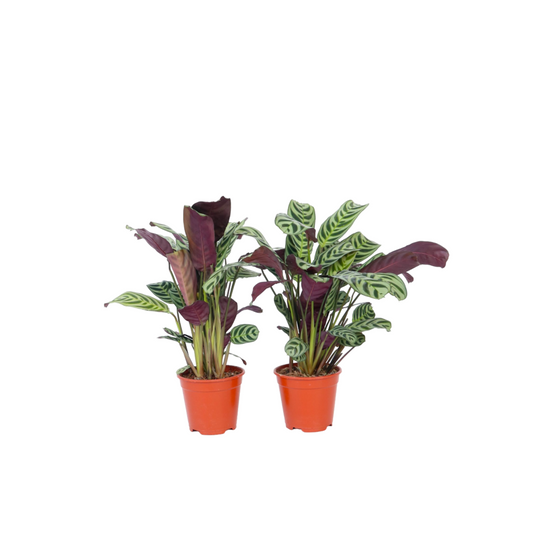  Plante Dormeuse - Set De 2 - Ctenanthe 'burle-marxii' - Hauteur 25-40cm - ⌀12cm