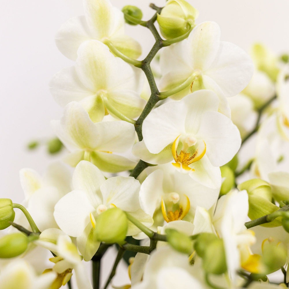  Set De 3 Orchidées Blanches Et 3 Rhipsalis Dans Un Panier En Coton Avec Réservoir D'eau
