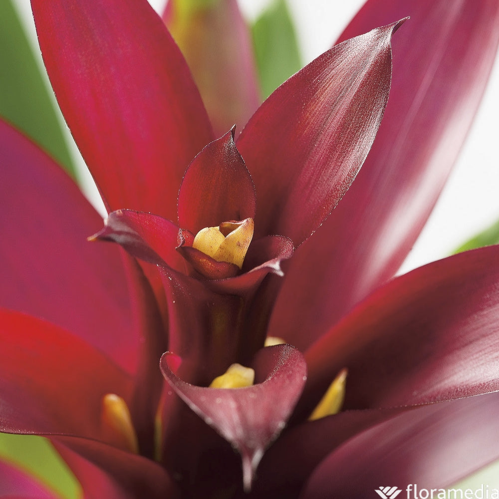  Guzmania: Pot Ø12cm - Coloris Variables
