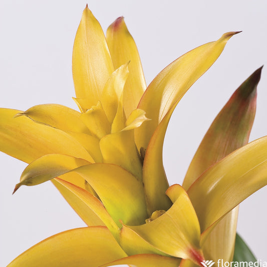  Guzmania: Pot Ø12cm - Coloris Variables