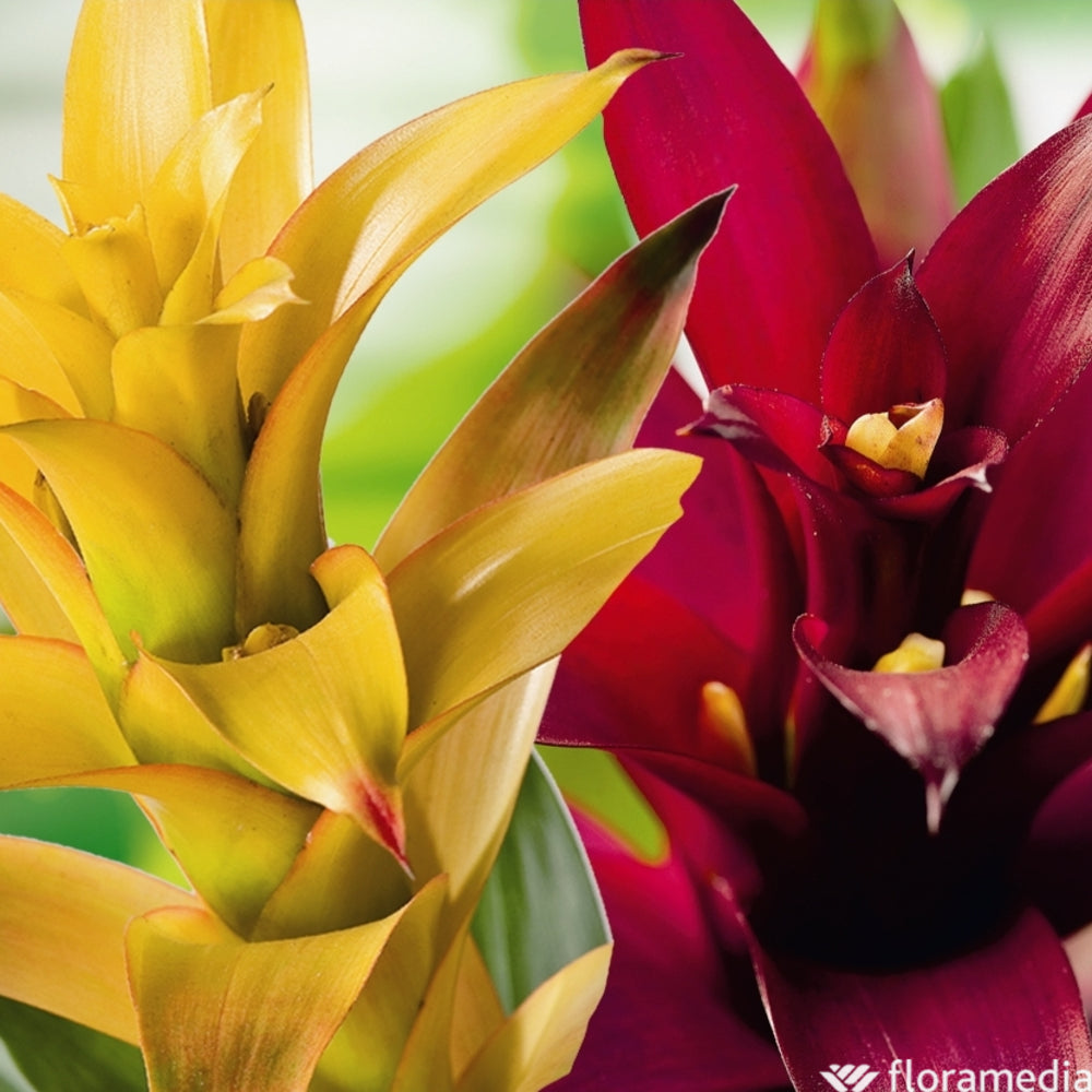  Guzmania: Pot Ø12cm - Coloris Variables