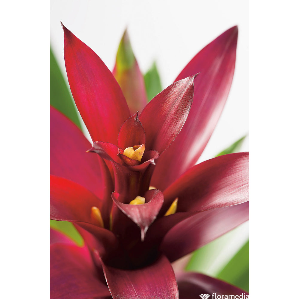  Guzmania: Pot Ø12cm - Coloris Variables