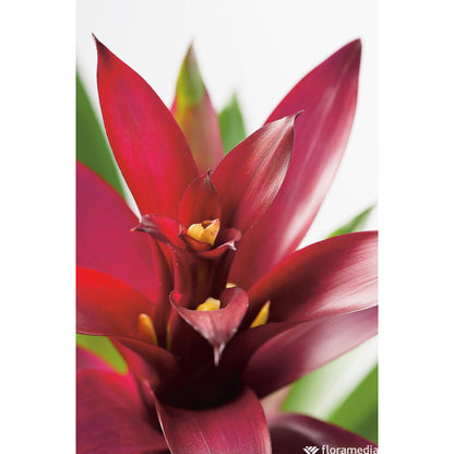  Guzmania: Pot Ø12cm - Coloris Variables