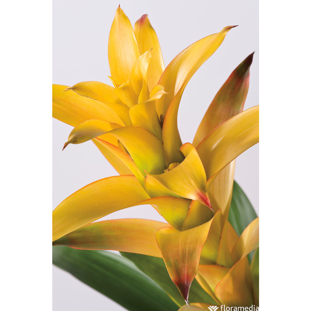  Guzmania: Pot Ø12cm - Coloris Variables