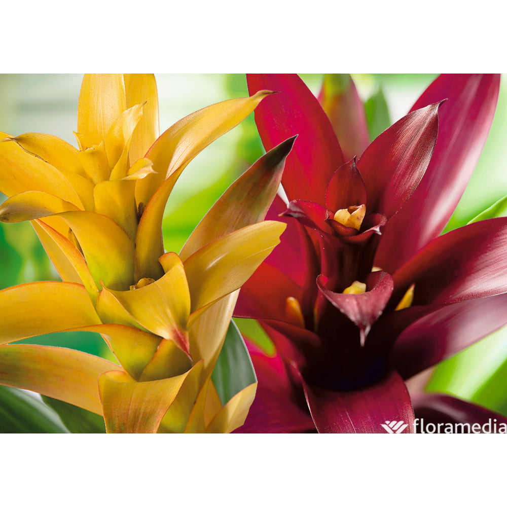  Guzmania: Pot Ø12cm - Coloris Variables