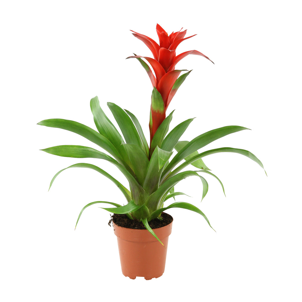  Guzmania: Pot Ø12cm - Coloris Variables