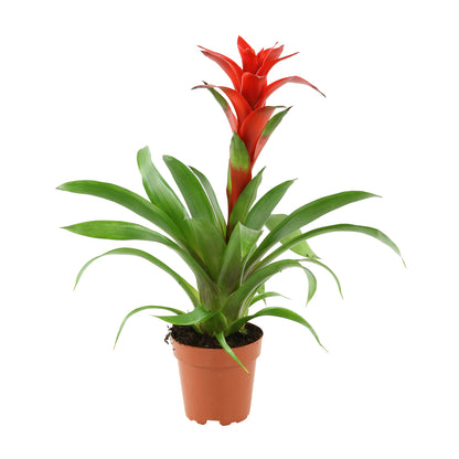  Guzmania: Pot Ø12cm - Coloris Variables
