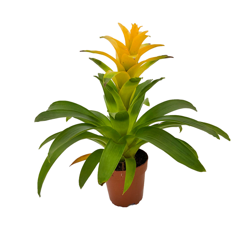  Guzmania: Pot Ø12cm - Coloris Variables