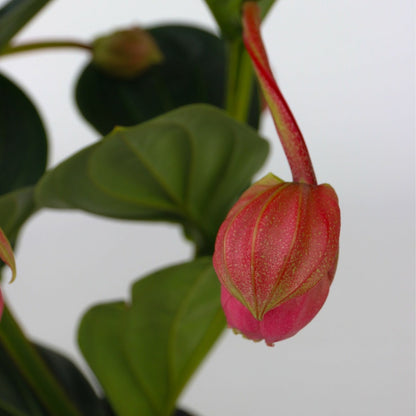  Medinille Magnifique - Medinilla Magnifica - Hauteur 40-50cm - ⌀14cm