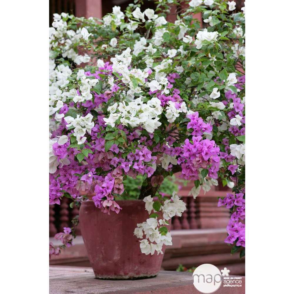  Bougainvillea : Pyramide D17cm - Coloris Variables