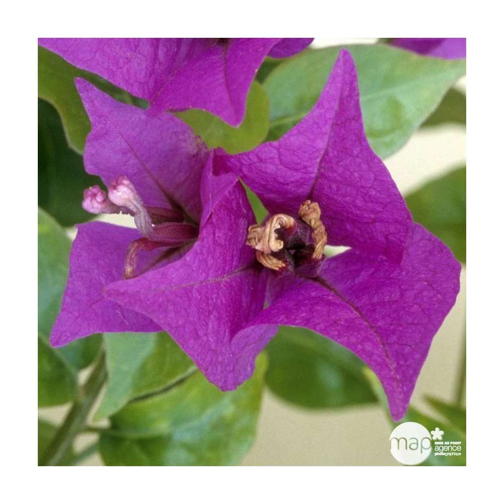  Bougainvillea : Pyramide D17cm - Coloris Variables