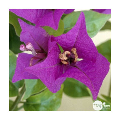  Bougainvillea : Pyramide D17cm - Coloris Variables