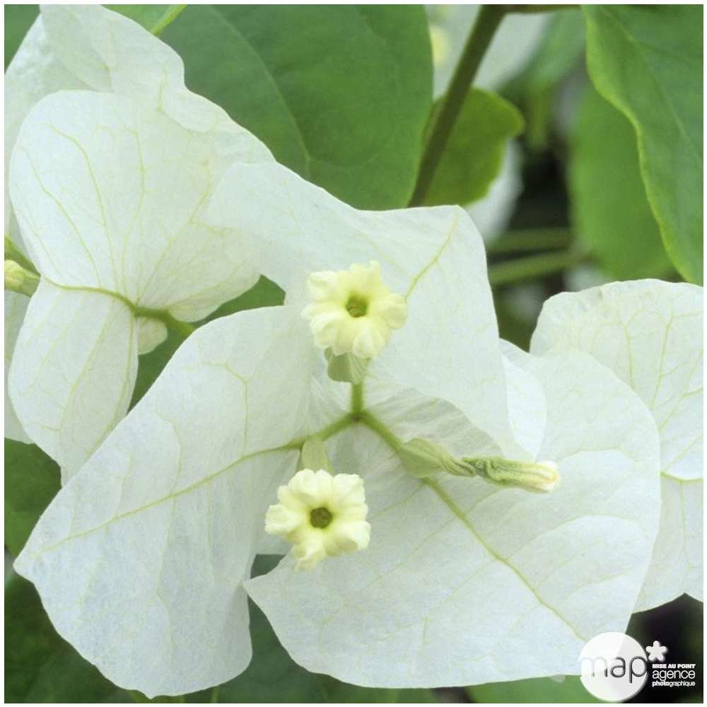  Bougainvillea : Pyramide D17cm - Coloris Variables