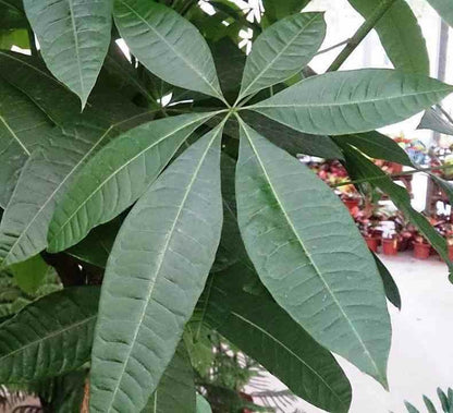  Pachira Aquatica (noix De Malabar, Châtaignier De Guyane, Cacaoyer-rivière) Pot De 10 Litres ? 140/160 Cm