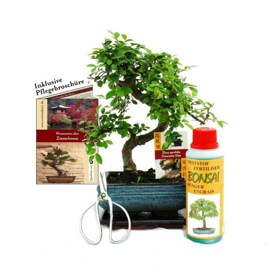  Coffret Bonsaï Bonsaï "ulmus" - Orme De Chine - Env. 6 Ans - Set Débutant