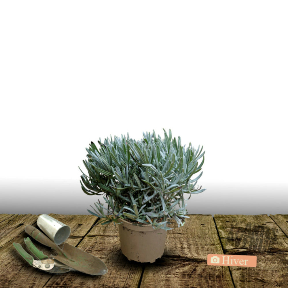  Lavande Edelweiss/[-]pot De 3l - 20/40 Cm