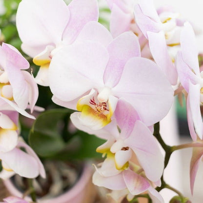  Ensemble De Plantes Vertes Avec Orchidée Rose Et Accessoires