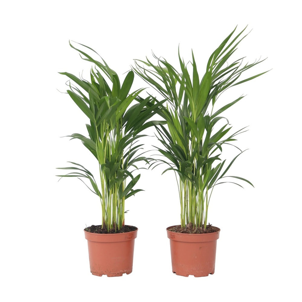  Palmier Areca - Set De 2 - Dypsis Lutescens - Hauteur 60-70cm - ⌀17cm