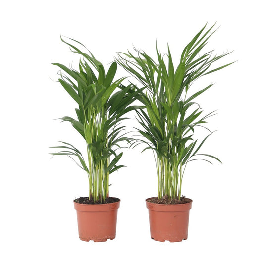  Palmier Areca - Set De 2 - Dypsis Lutescens - Hauteur 60-70cm - ⌀17cm
