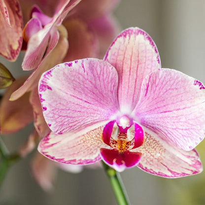  Offre Spéciale: 4 Orchidées Phalaenopsis Pirate Picotee Cm - Plante D'intérieur