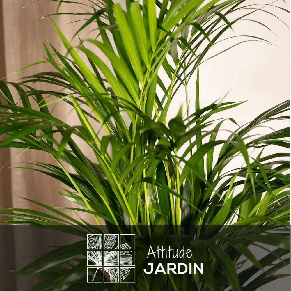  Areca - Dypsis Lutescens - Palmier D'intérieur - ↕ 70-80 Cm - ⌀ 17 Cm - Purificateur D'air