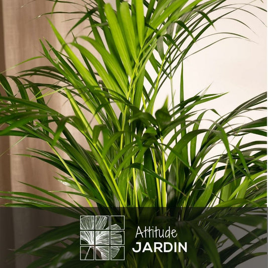  Areca - Dypsis Lutescens - Palmier D'intérieur - ↕ 70-80 Cm - ⌀ 17 Cm - Purificateur D'air