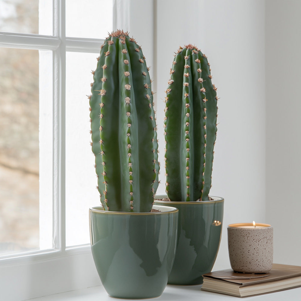  Euphorbe Ingens - Set De 2 - Euphorbia Ingens - Hauteur 40-50cm - ⌀18cm
