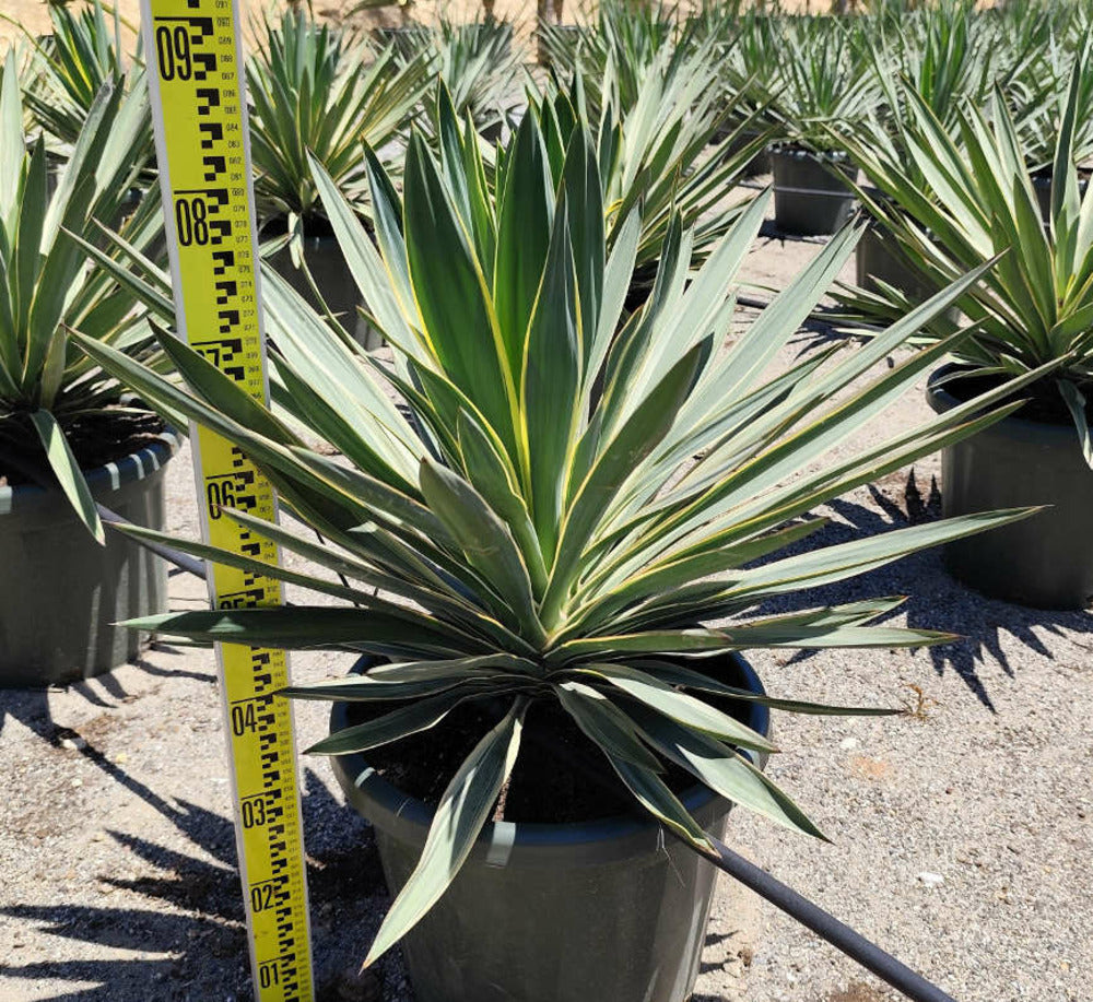  Yucca Gloriosa Variegata (dague Espagnole) Pot De 110l 100/125cm