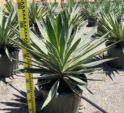  Yucca Gloriosa Variegata (dague Espagnole) Pot De 110l 100/125cm