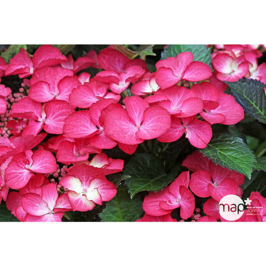  Hydrangea 'Black Diamonds' ® :conteneur 5 Litres