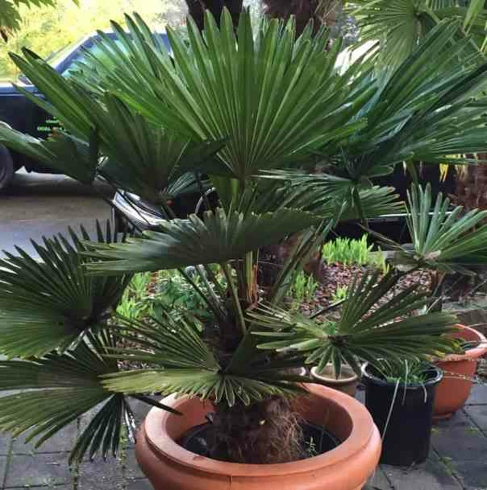  Trachycarpus Wagnerianus (palmier De Chusan)- Pot De 10l - Tronc 15/25 Cm - Total 60/80cm