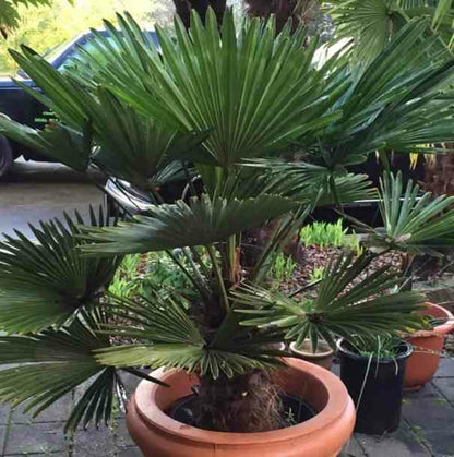  Trachycarpus Wagnerianus (palmier De Chusan)- Pot De 10l - Tronc 15/25 Cm - Total 60/80cm