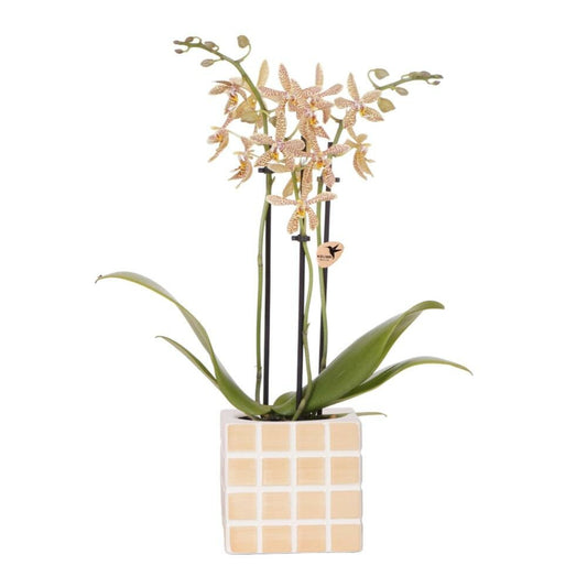  Kolibri Orchids Orange 'spider' Orchidée + Pot Décoratif Mosa Orange - Taille De Pot 9cm